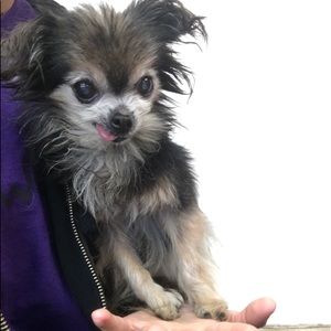 Meet your Posher, Jasmine